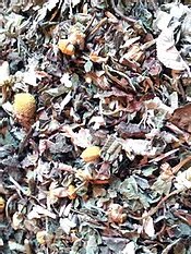 tisane paix intérieure